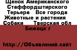 Щенок Американского Стаффордштирского Терьера - Все города Животные и растения » Собаки   . Тверская обл.,Бежецк г.